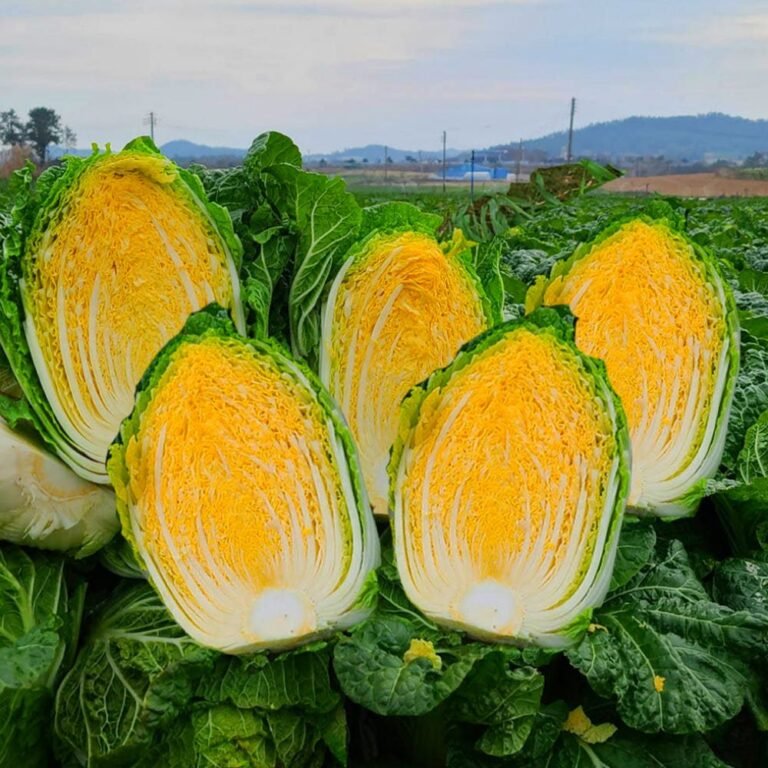 해남 황금 절임배추 20kg 항암배추 도착날짜지정 김장 4회세척 절인 이중포장 HACCP